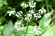 150811-kanotumeso.jpg(8768 byte)