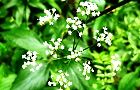 150811-kanotumeso2.jpg(6970 byte)
