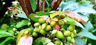 150829-nisikigi.jpg(8744 byte)