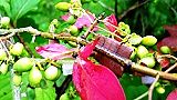 150829-nisikigi2.jpg(8377 byte)