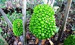 150923-musasi-abumi2.jpg(8137 byte)