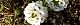 151230-assamu-s.jpg(1824 byte)