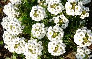 151230-assamu.jpg(12849 byte)