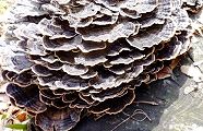 160131-kawaratake.jpg(12390 byte)