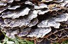 160131-kawaratake2.jpg(7885 byte)