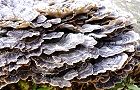 160131-kawaratake3.jpg(7835 byte)