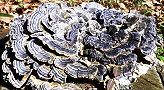 160225-kawaratake.jpg(10361 byte)