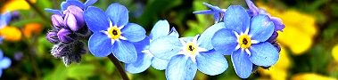 160316-wasurenagusa.jpg(12851 byte)