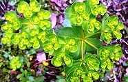 160412-toudai-gusa.jpg(12637 byte)