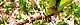 160413-taranome-s.jpg(2028 byte)