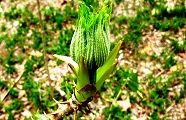 160413-taranome.jpg(11727 byte)