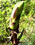 160413-taranome2.jpg(4271 byte)