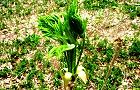 160413-taranome3.jpg(8623 byte)
