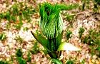 160413-taranome4.jpg(7200 byte)