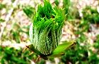 160413-taranome5.jpg(6310 byte)