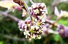 160417-hime2.jpg(5426 byte)