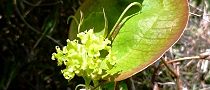 160419-sarutori2.jpg(7811 byte)