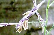 160424-kumasasa.jpg(7161 byte)