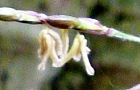 160424-kumasasa2.jpg(4020 byte)