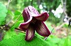 160425-hansyou3.jpg(5653 byte)