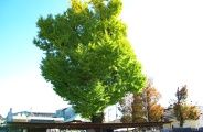 平坦な境内に佇むイチョウ。08.11.22.
