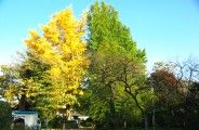 お互いを包み込む様な対の銀杏。08.11.21.