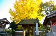 黄葉が山門や地蔵までも黄色に染める。08.11.21.