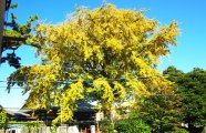 境内からは全形が納まらない大銀杏。08.11.30.
