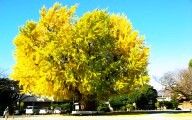 古木であるが樹勢豊な大イチョウ。08.11.30.