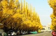 明治神宮外苑のイチョウ並木08.12.04.