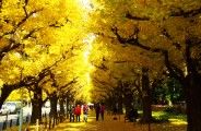 左右の歩道並木は一面黄色い絨毯。08.12.04.
