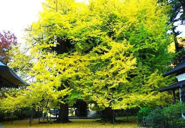 広徳寺山門前の対の大銀杏。'08.11.21.