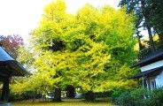 広徳寺の対の大銀杏。08.11.21.