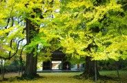 境内のイチョウの足元は黄色い絨毯。08.11.21.