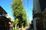 イチョウ並木は屋敷林の名残なのか。08.11.22.