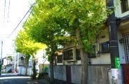 はぐれたのか、八本の銀杏並木の端。08.11.30.