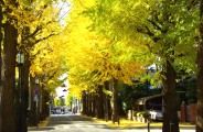 黄葉したイチョウ並木。08.11.22.