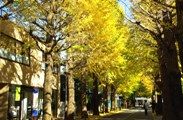 銀杏並木は成城学園まで。08.11.22.