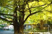 樹齢感じさせる400年の古木。08.11.22.