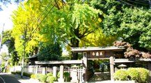 樹木がこぼれ出んばかりの森厳寺。08.11.22.