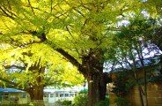 400年大銀杏と手前の社務所脇の銀杏。08.11.22.