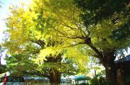 境内中央の幼稚園前の400年の大銀杏。08.11.22.