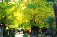 400年大銀杏は太陽の光をも遮る。08.11.22.