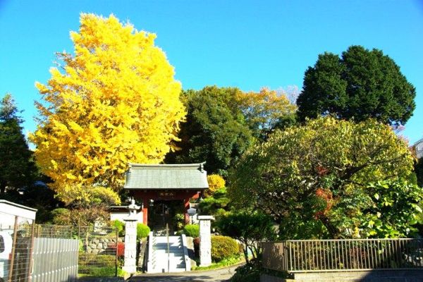 Ö؂Ȃ|鉩tB08.11.21.