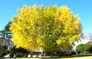 樹形はまるで均整とれた繭玉の様である。08.11.30.