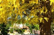 主幹からの伸びやかな枝振り。08.11.30.