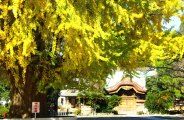 安政六年建造の中雀門がたわわな枝の下に見れる。08.11.30.