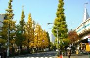 千駄ヶ谷から神宮北参道に続くイチョウ並木。08.12.04.