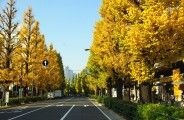 円柱形の樹形が並ぶ並木。08.12.04.