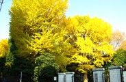 静寂の千駄ヶ谷で凛として立つ大銀杏。08.12.04.